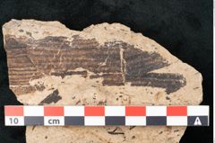 Foto (Detailansicht) von Equisetum haeringianum Ettingshausen (NHMW-GEO-2024-0188-8205)